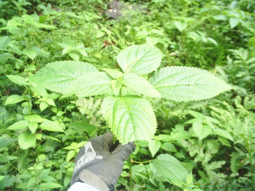 they don't call them stinging nettles for nothin'~イラクサて呼び方の意味がわかった